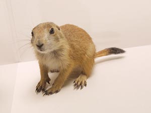 プレーリー・ドッグ