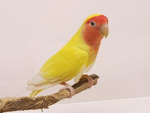 コザクラインコ