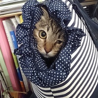 第4回日頃から備える猫のための防災セミナー