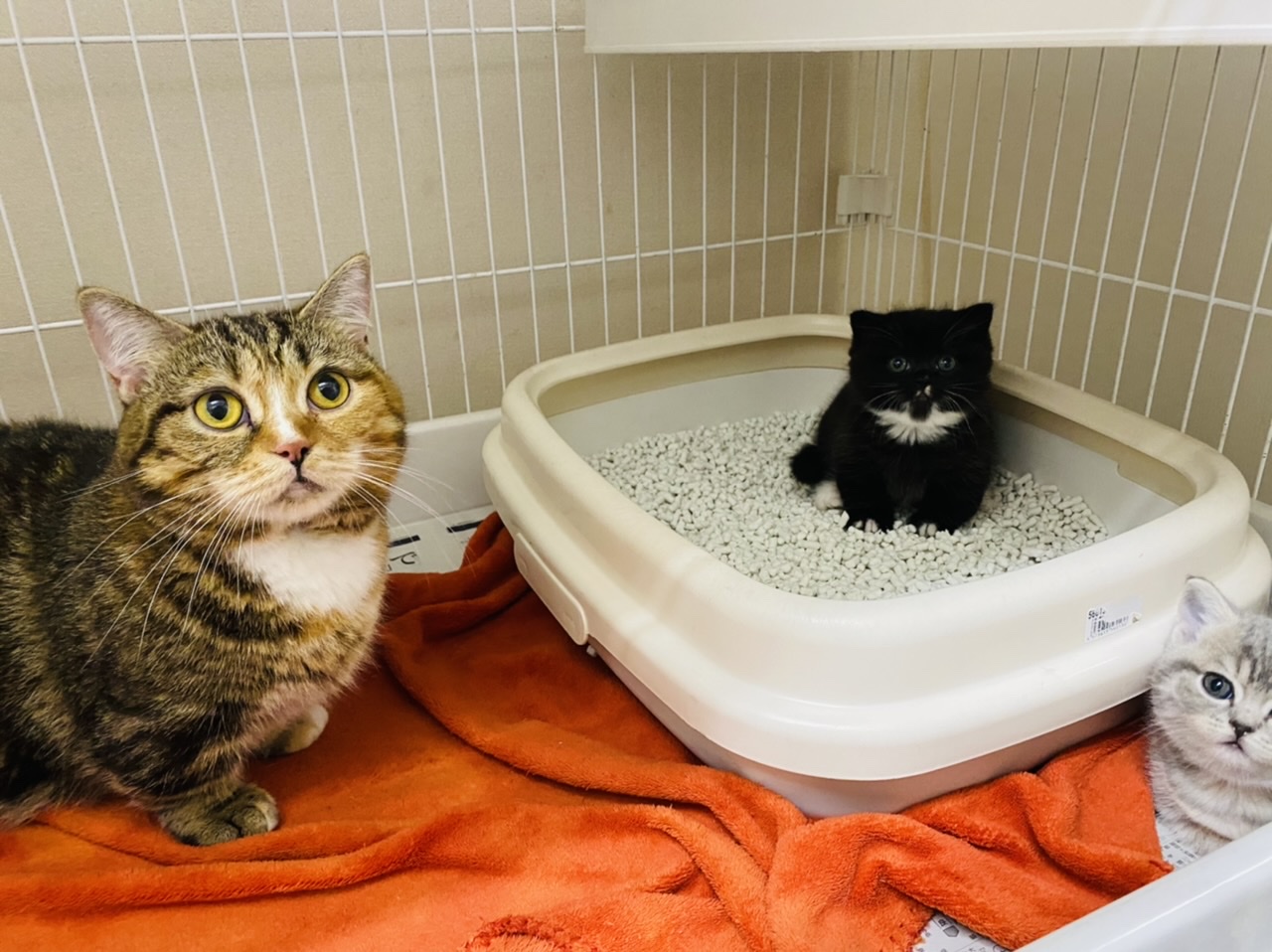 マンチカン マンチカン｜ペット検索｜ペット大好き！