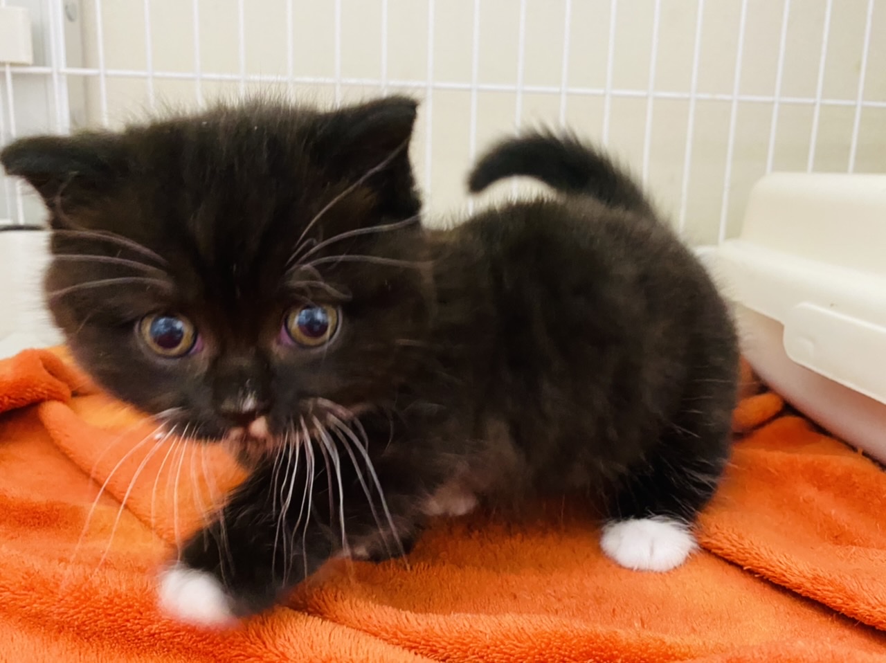 マンチカン｜ペット検索｜ペット大好き！