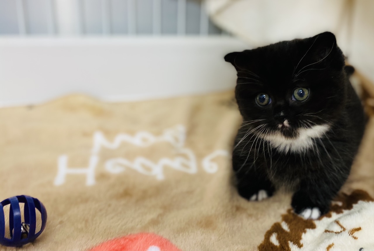 マンチカン｜ペット検索｜ペット大好き！