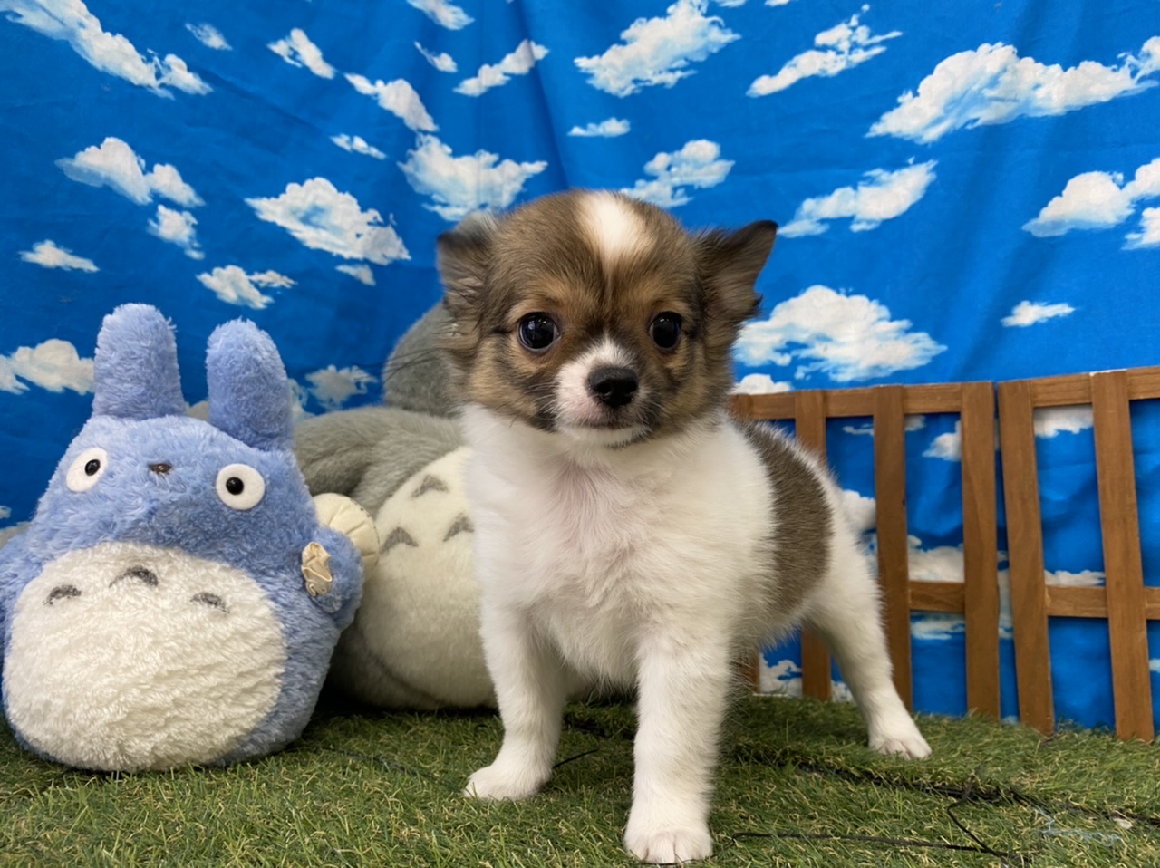ディスワン相模大野店 ペット検索 ペット大好き