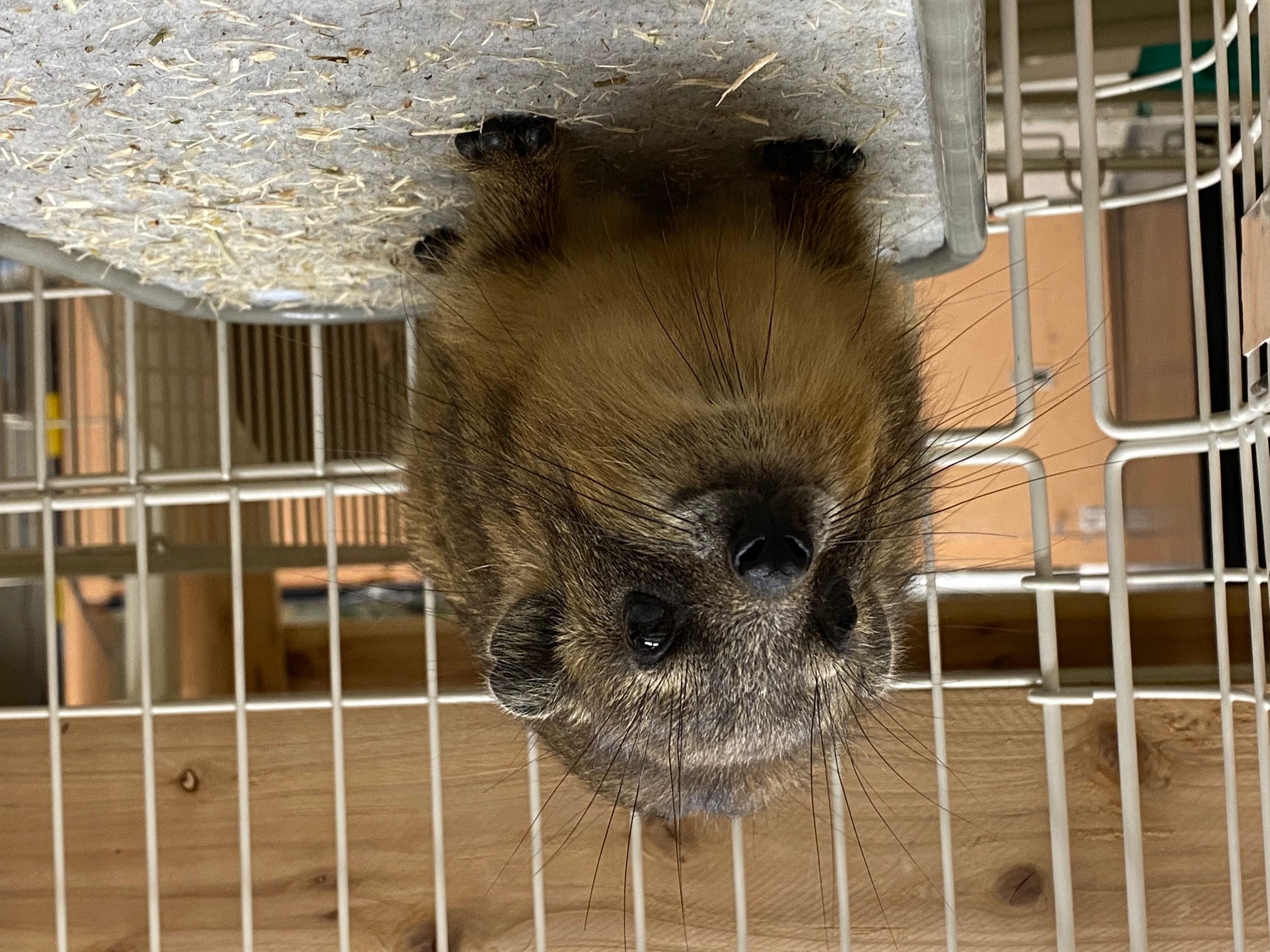 その他 ペット検索 ペット大好き