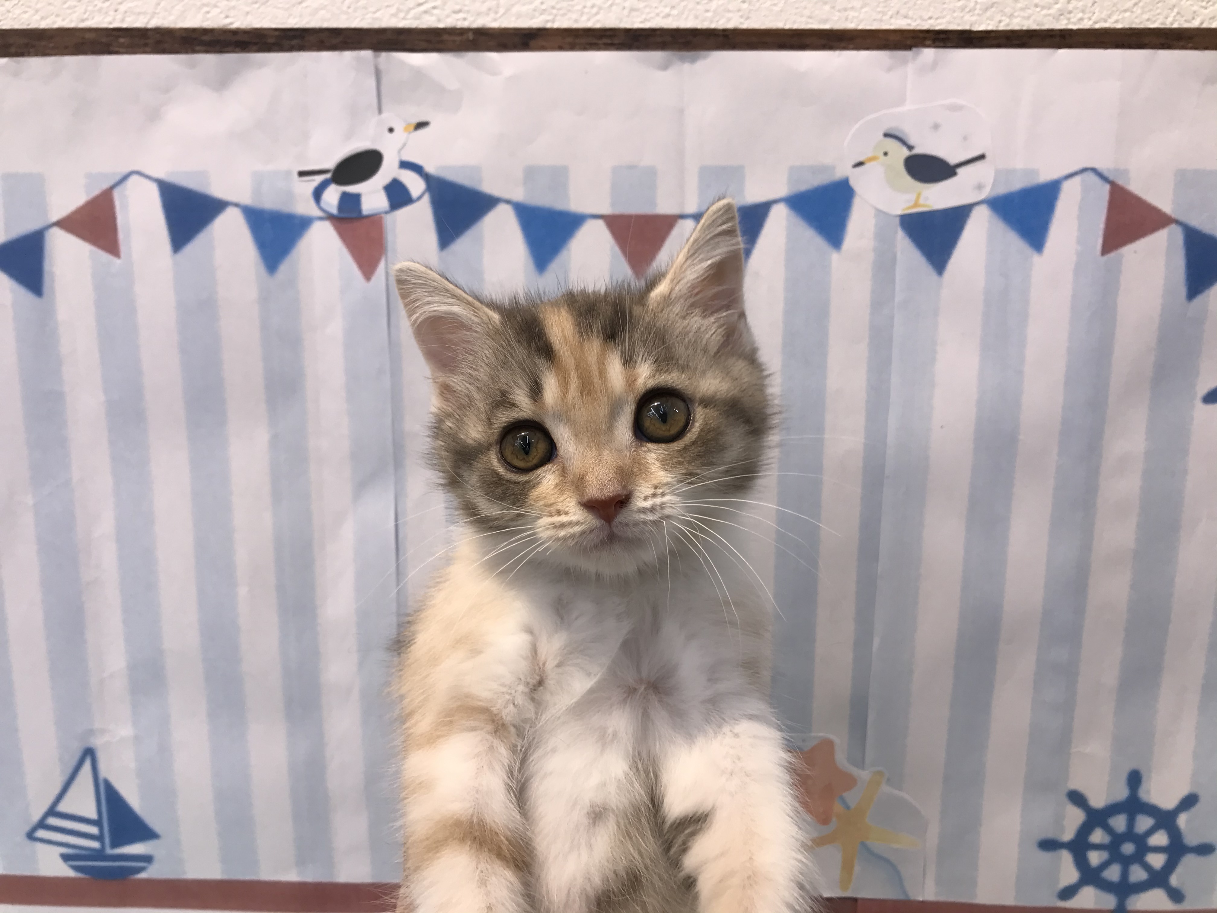 その他純血猫種|ペット検索|ペット大好き!