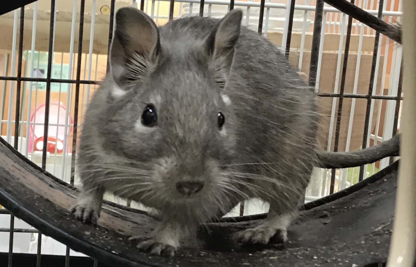 デグー｜ペット検索｜ペット大好き！