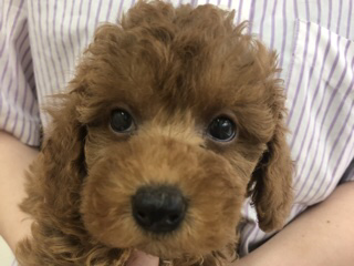 ディスワン相模大野店 ペット検索 ペット大好き