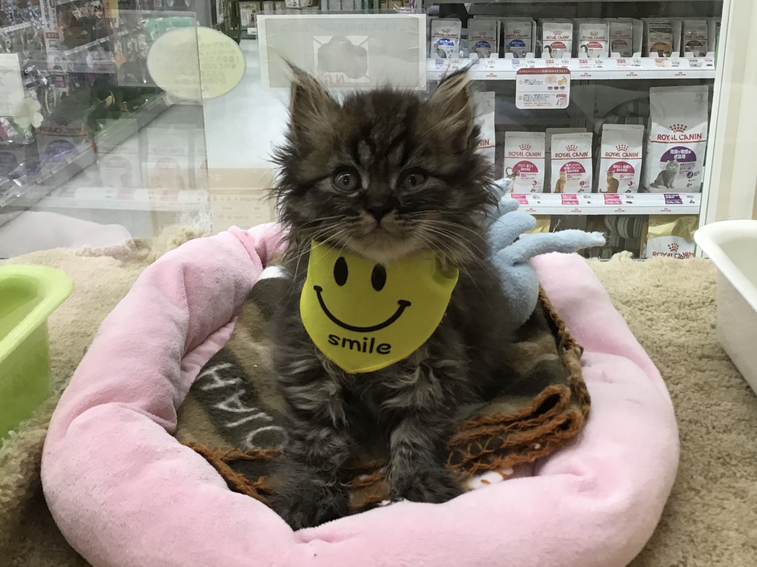 ペットアミ帯広南店 ペット検索 ペット大好き ペットアミ帯広南店 ペット検索 ペット大好き