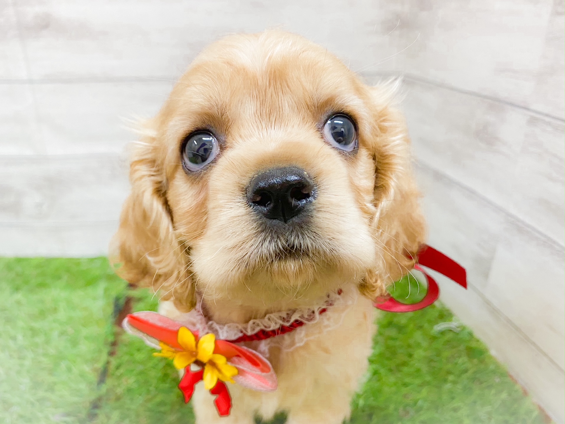 即納 大特価 犬好き必見 13年 フィジー共和国 コッカースパニエル 1オンス 美術品 アンティーク Www Cecop Gob Mx