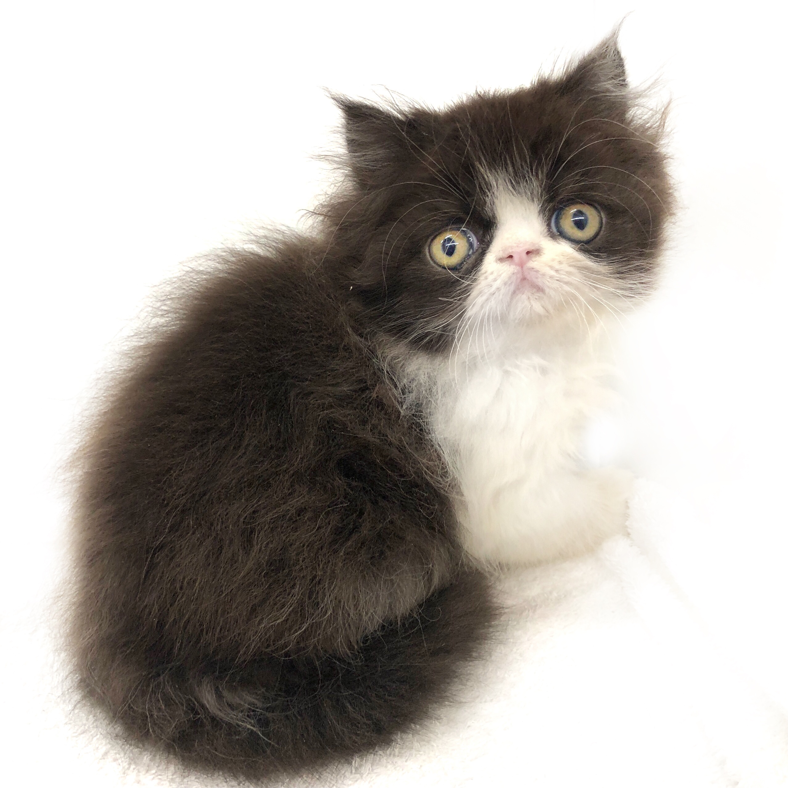 エキゾチック ショートヘア ペット検索 ペット大好き