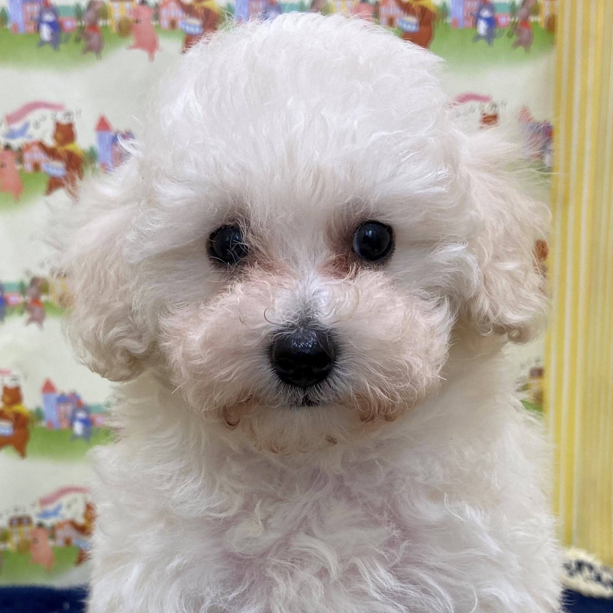 トイ・プードル｜ペット検索｜ペット大好き！