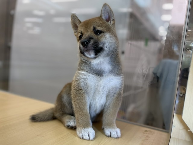 ペッツワン秦野店 ペット検索 ペット大好き ペッツワン秦野店 ペット検索 ペット大好き