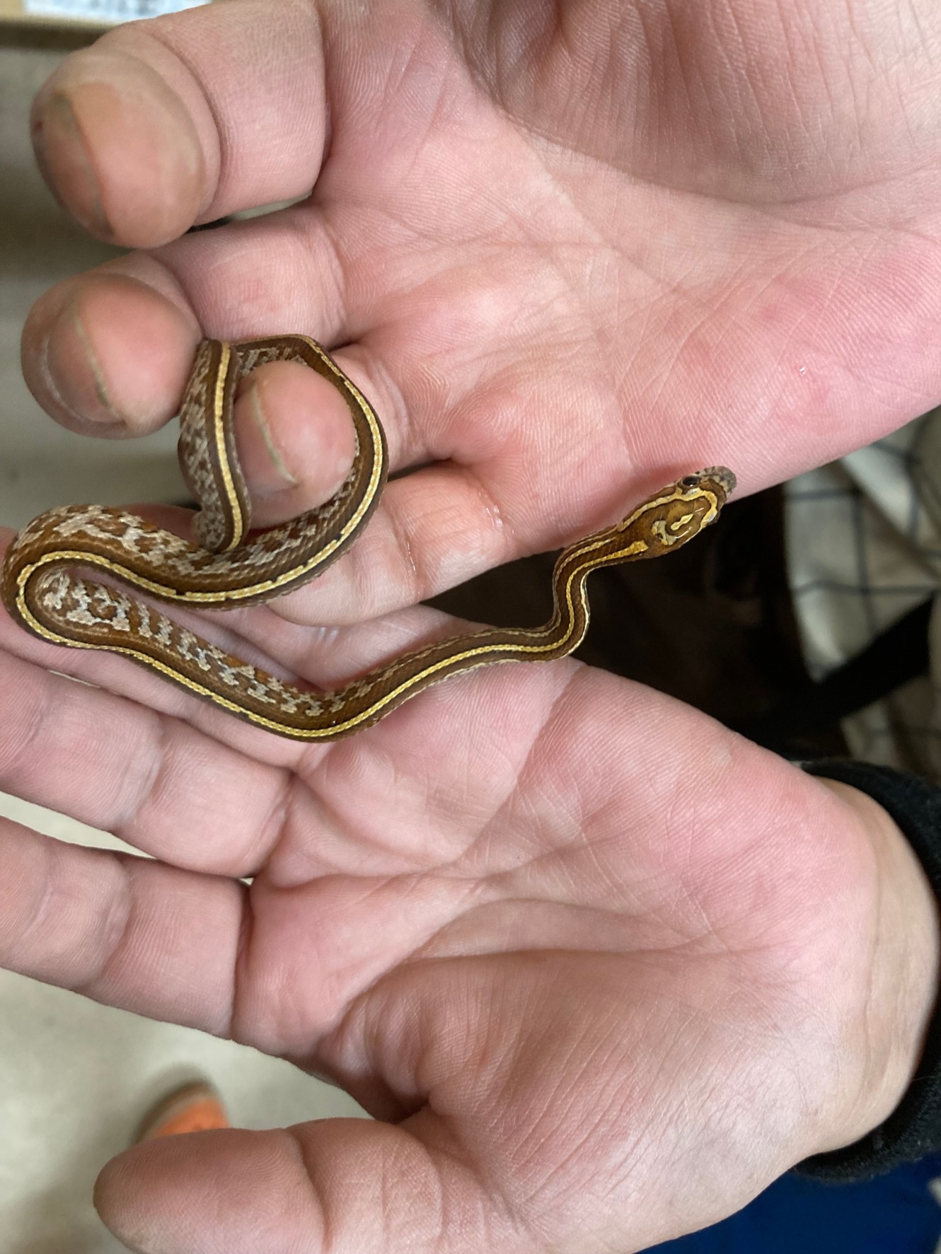 爬虫類 ペット検索 ペット大好き