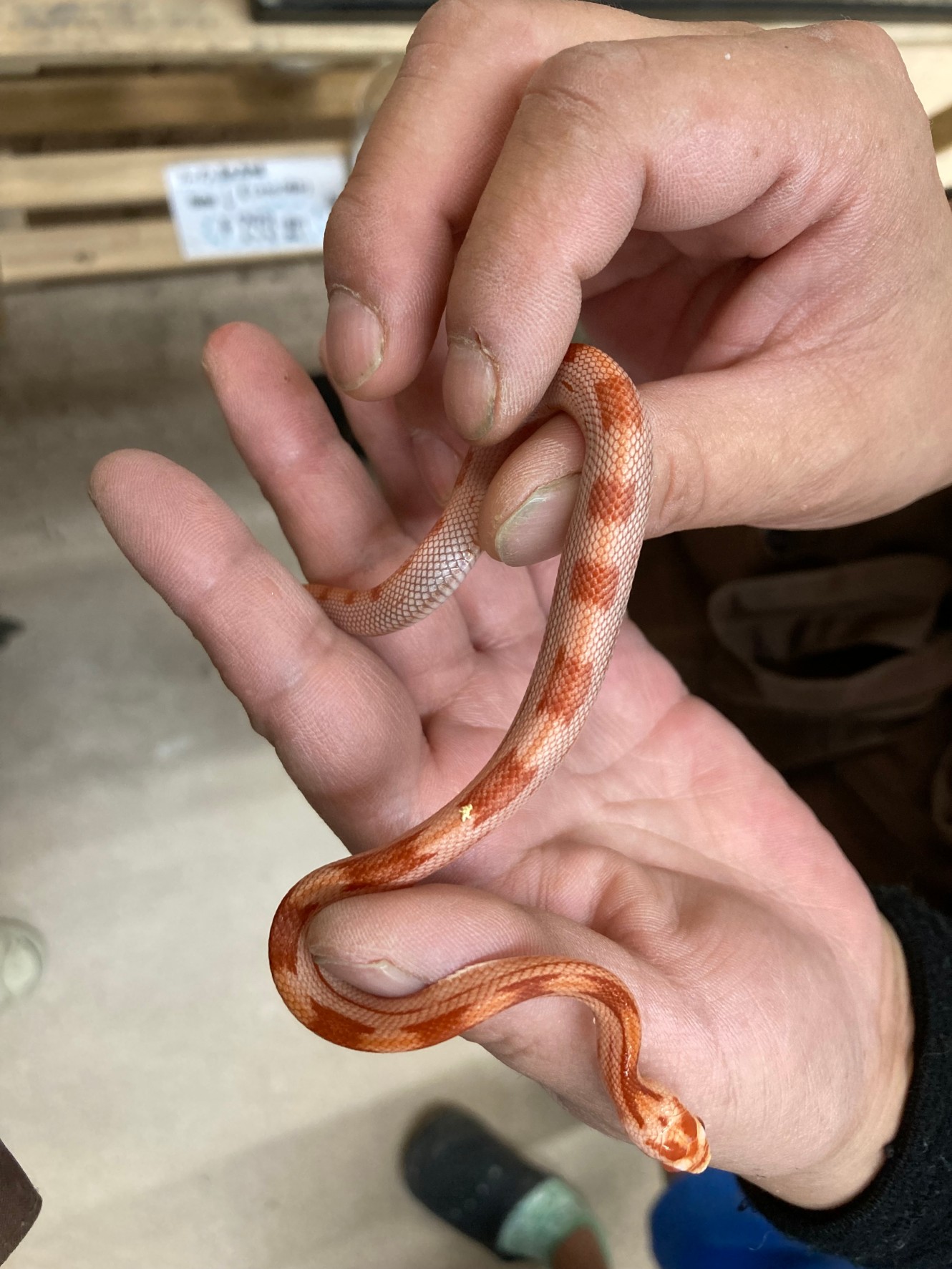 爬虫類 ペット検索 ペット大好き