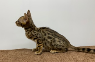 ベンガル ペット検索 ペット大好き