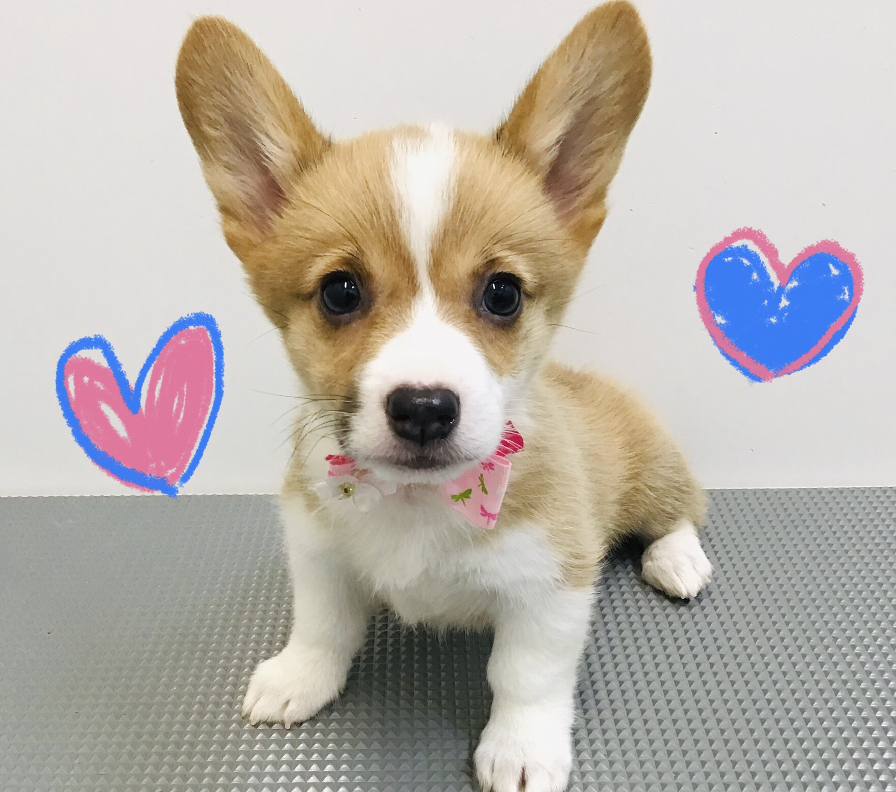 ウェルシュ・コーギー・ペンブローク ｜ペット検索｜ペット大好き！