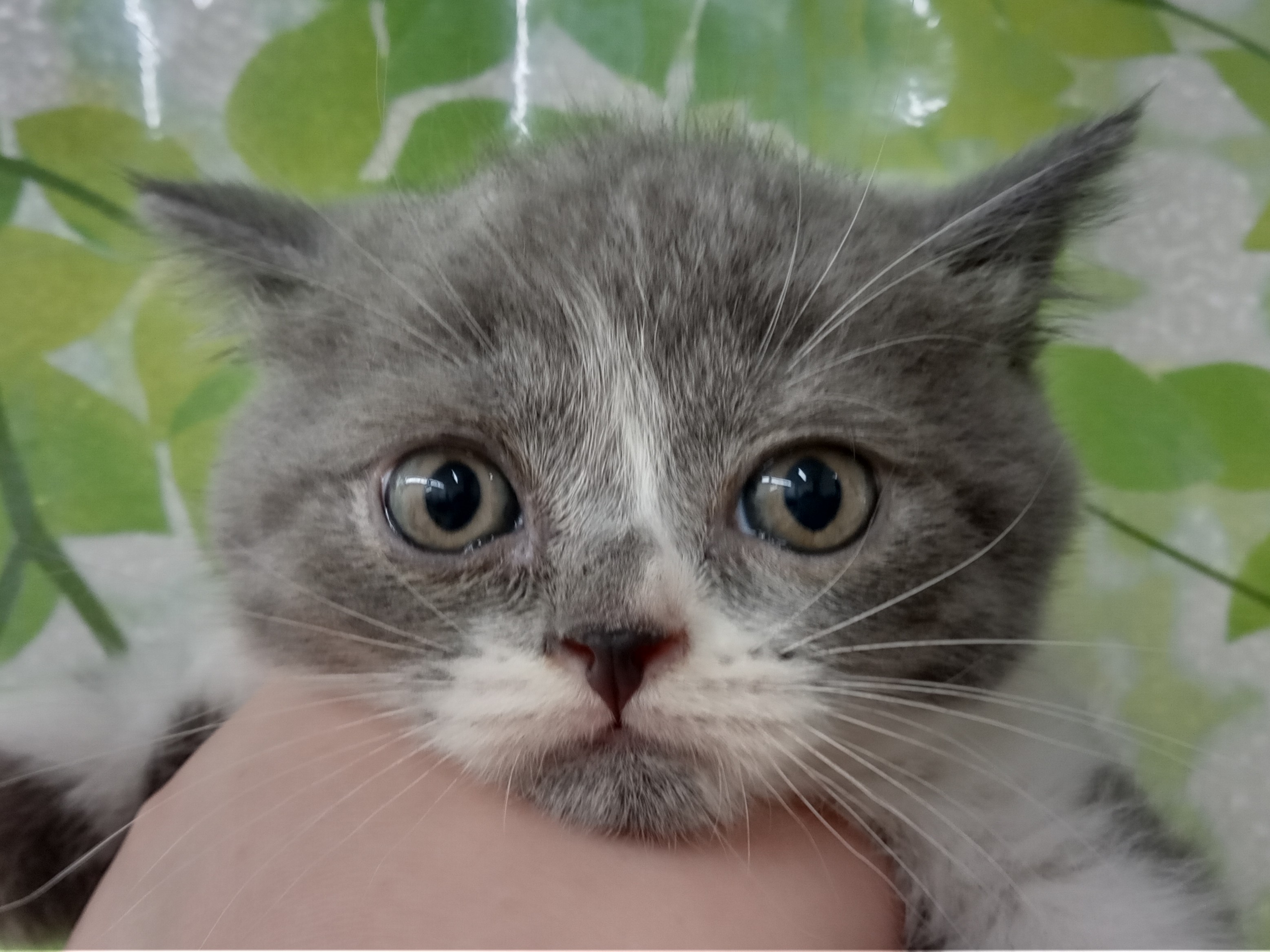 ディスワン若葉台店 ペット検索 ペット大好き