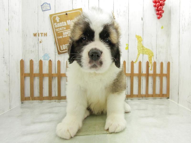 セール商品 Myわんこ セントバーナード001 ステッカー 犬 いぬ Dog Emergencyvetclinicofmagee Com