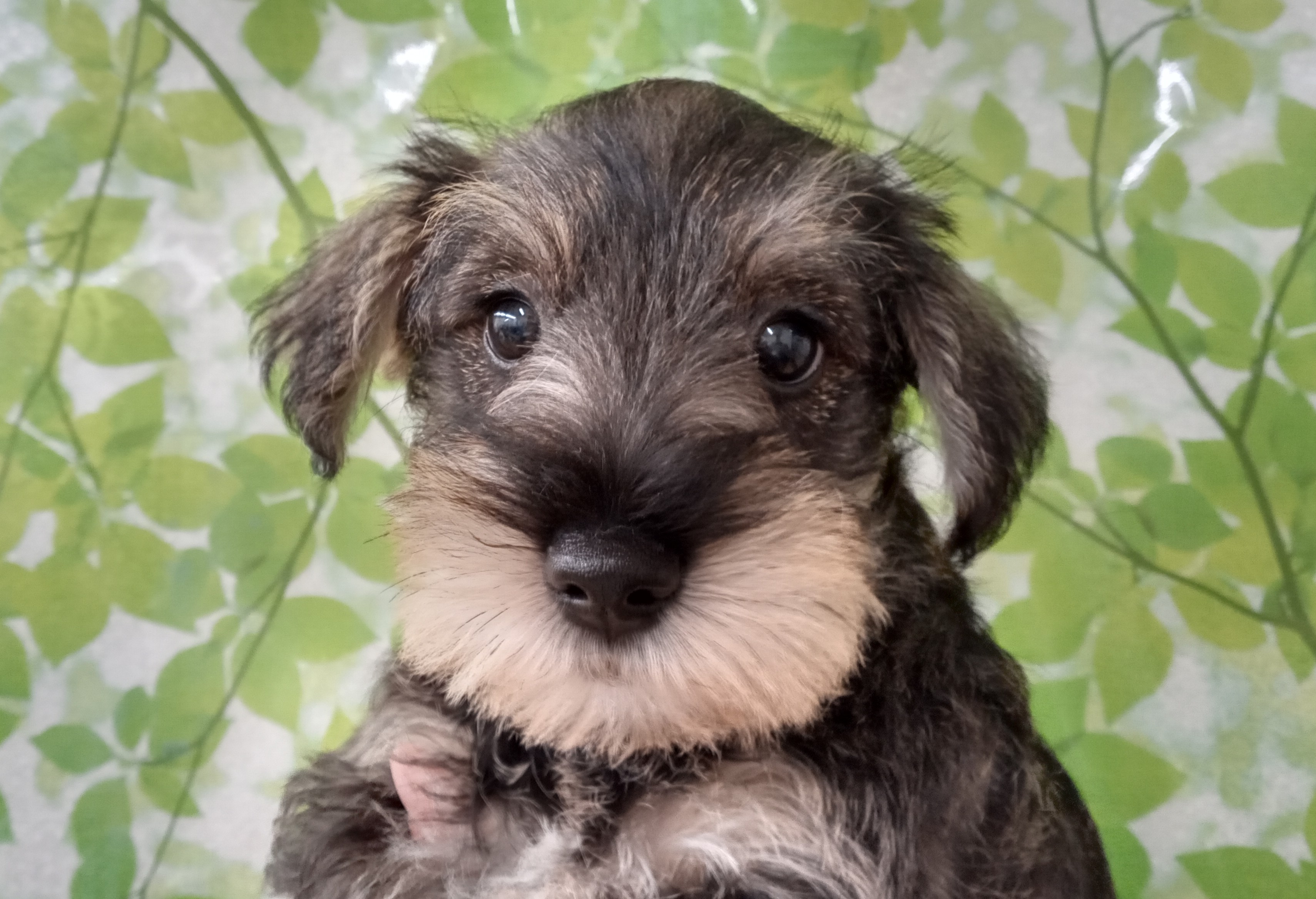 ディスワン若葉台店 ペット検索 ペット大好き