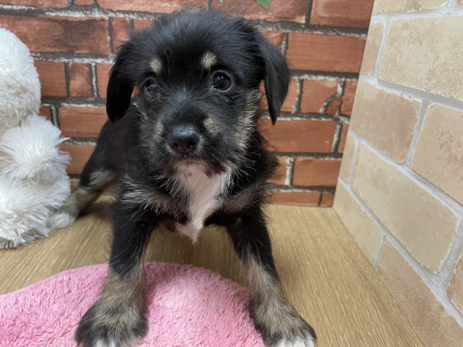 オーダー受付 3犬種バスタイム パピヨン シーズー シュナウザー ご予約 