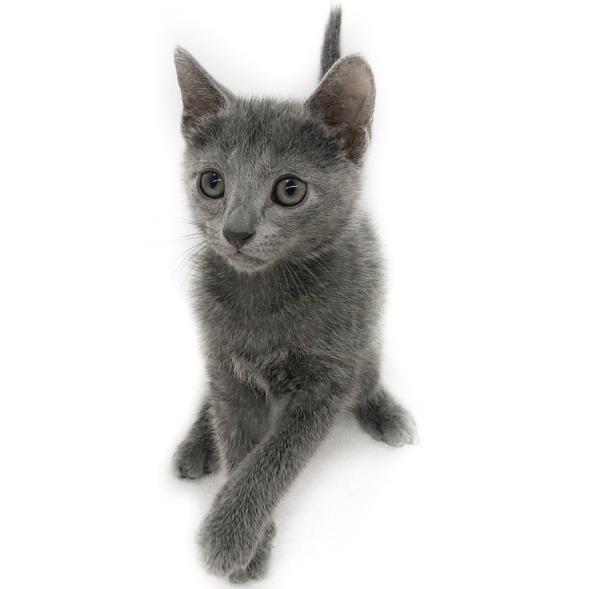 ロシアンブルー ペット検索 ペット大好き