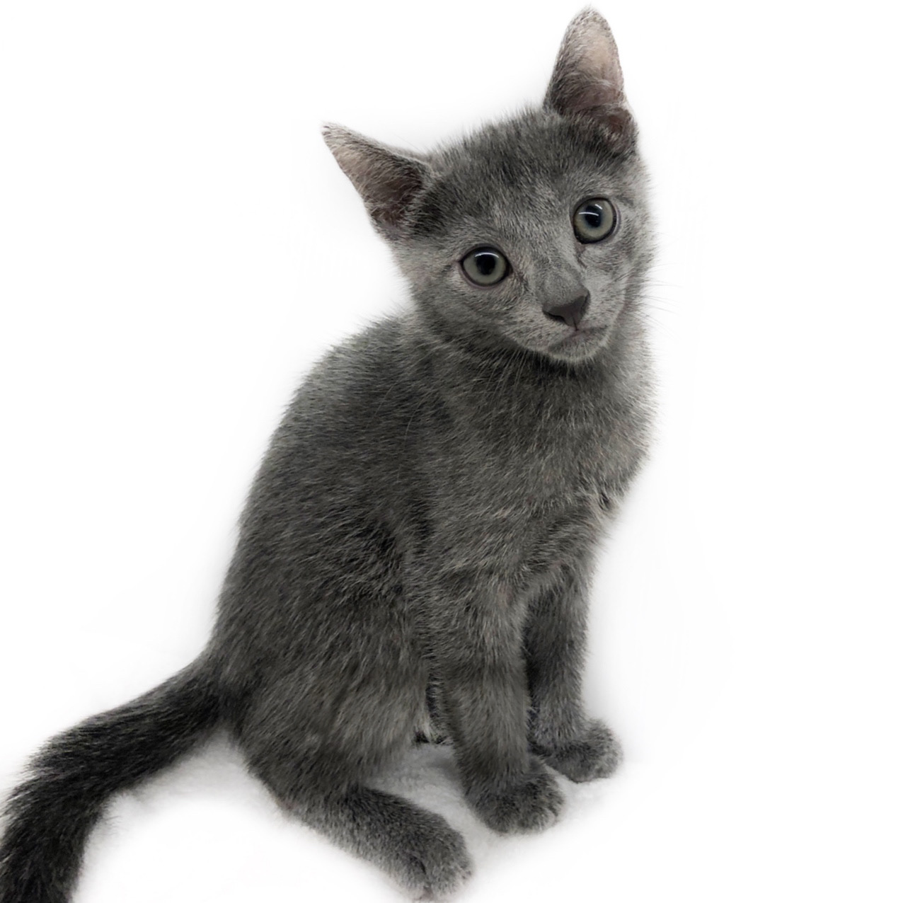 ロシアンブルー｜ペット検索｜ペット大好き！