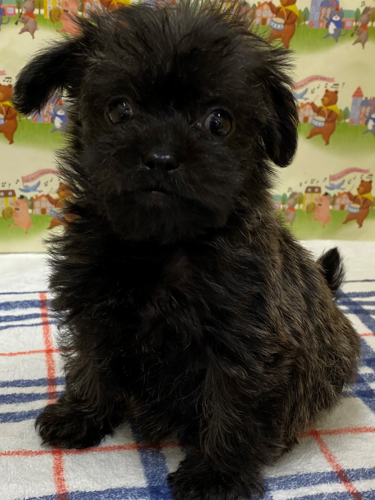 MIX｜ペット検索｜ペット大好き！