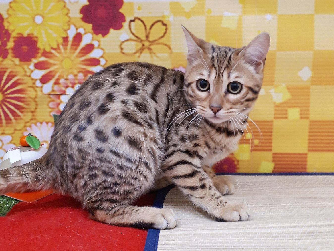 ベンガル ペット検索 ペット大好き