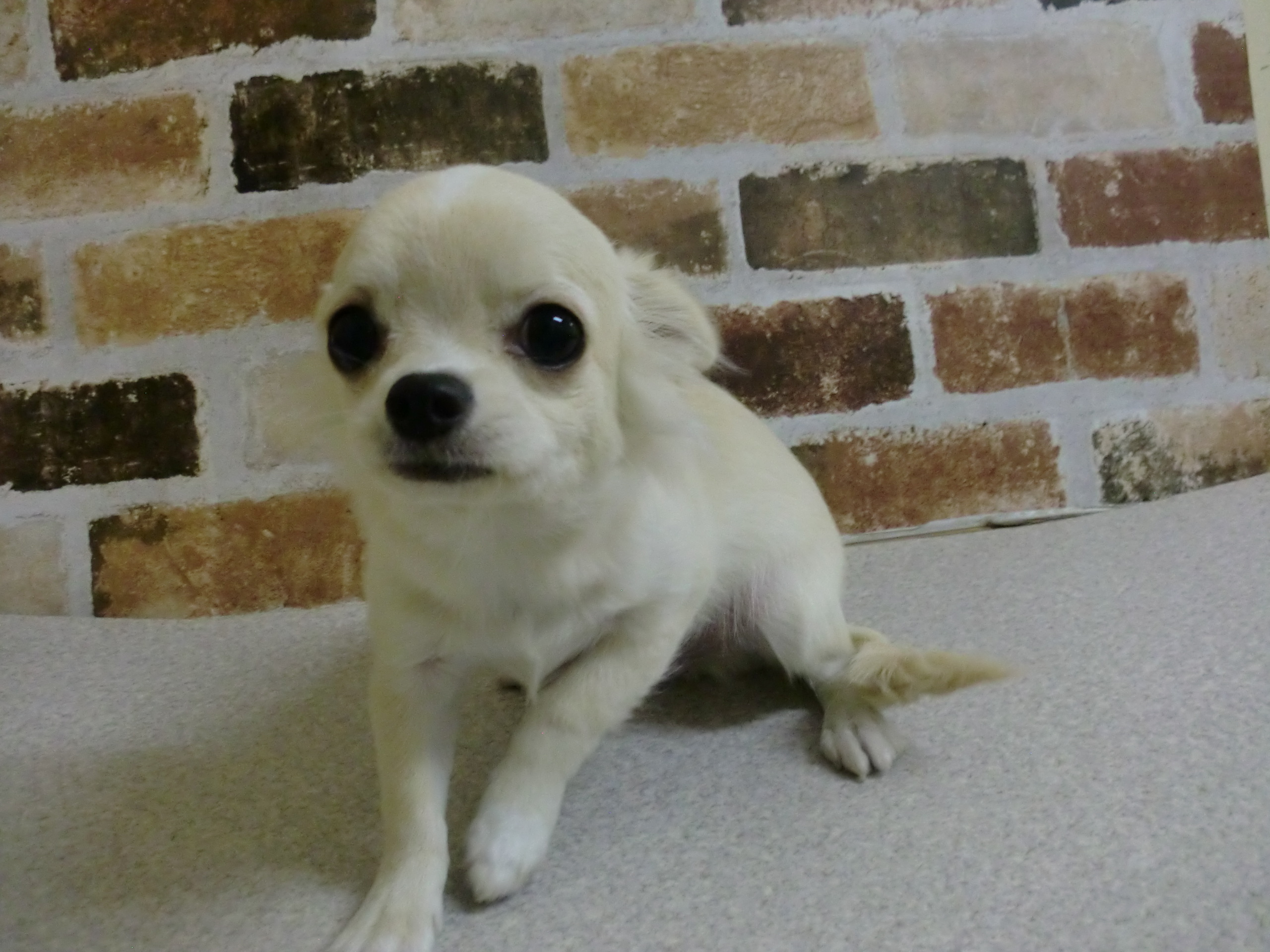 チワワ ペット検索 ペット大好き