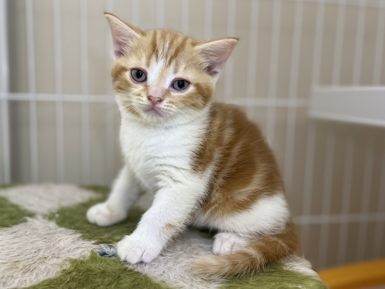 マンチカン｜ペット検索｜ペット大好き！