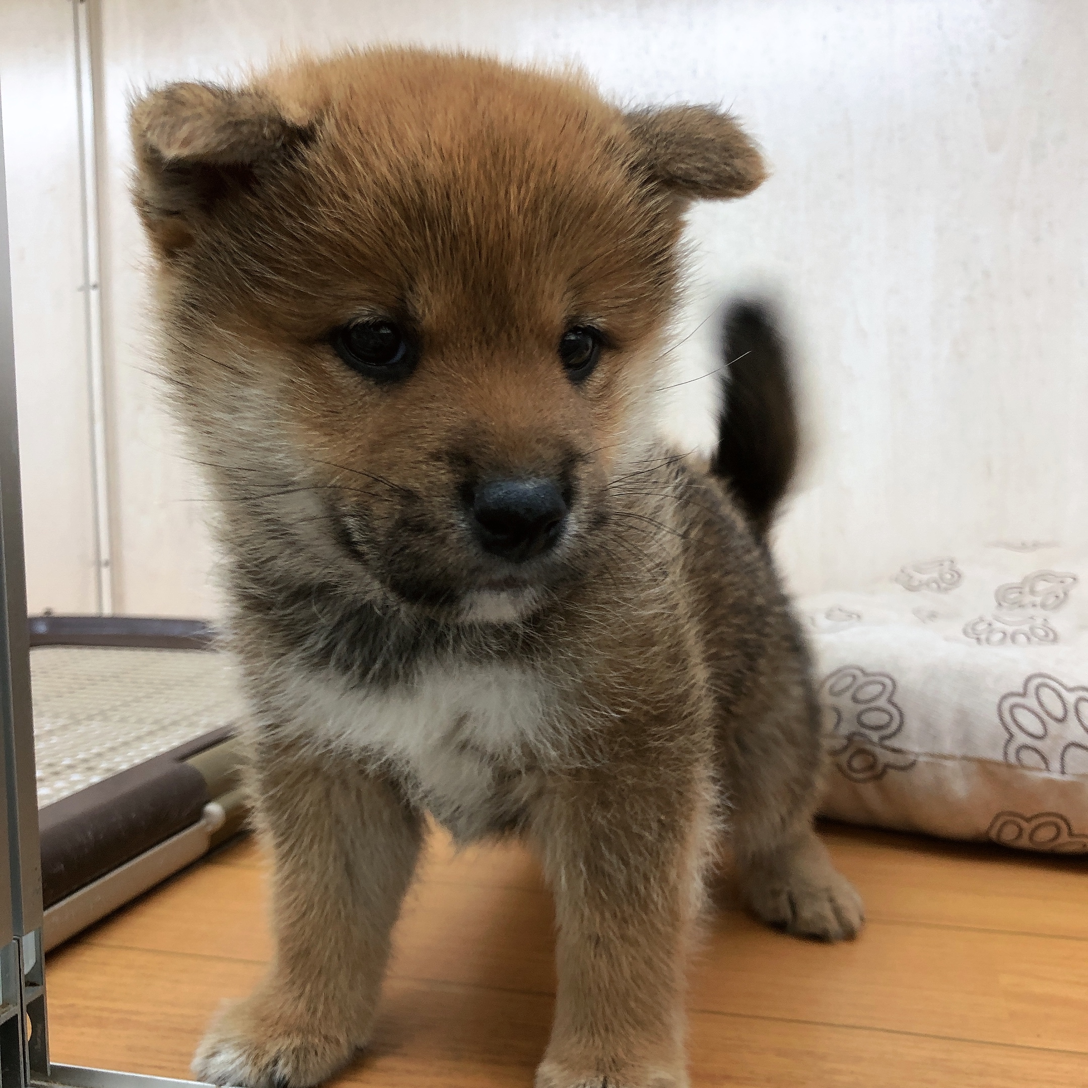 ビバペッツ深谷店 ペット検索 ペット大好き