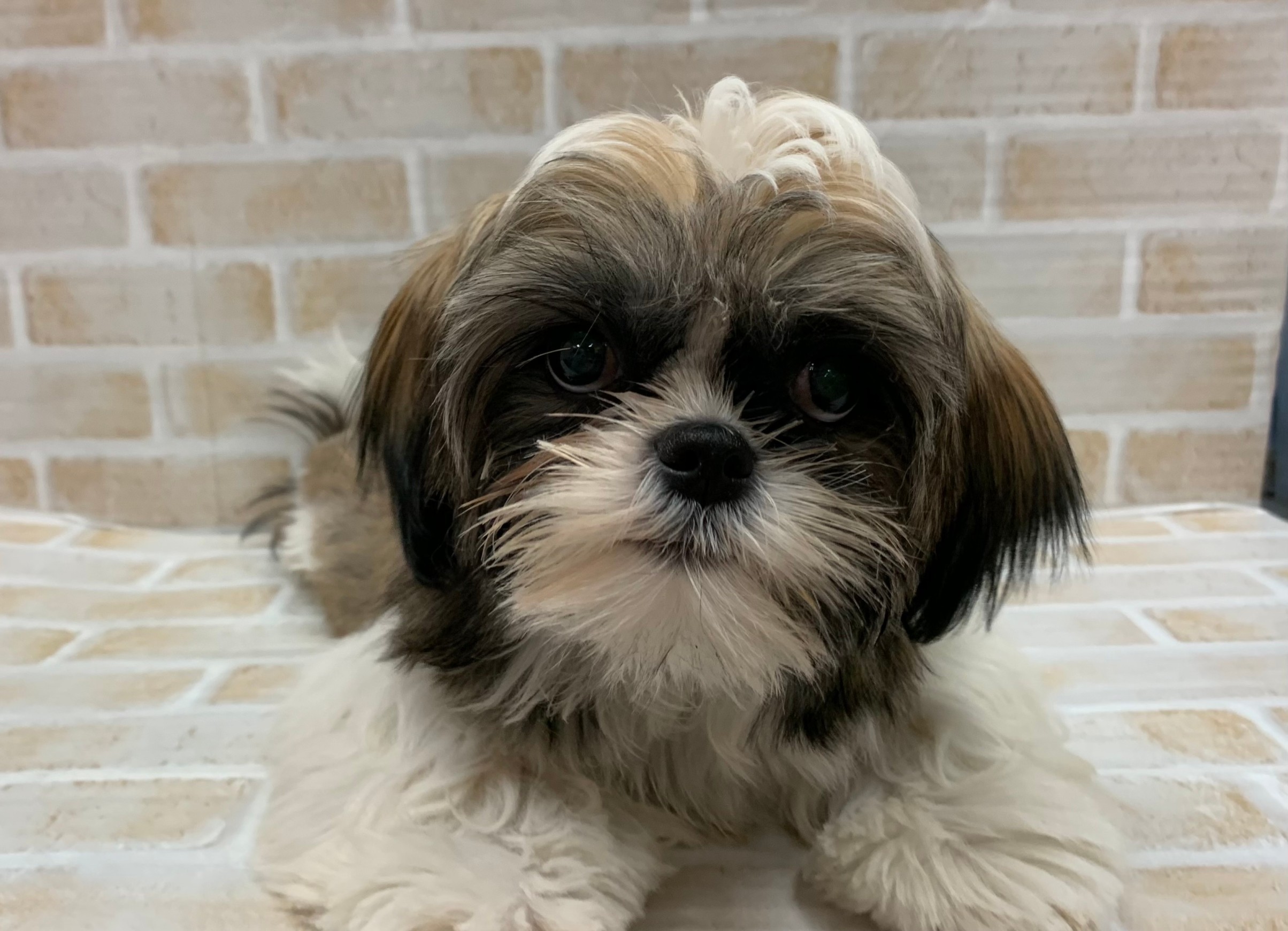 ディスワン狛江店 ペット検索 ペット大好き