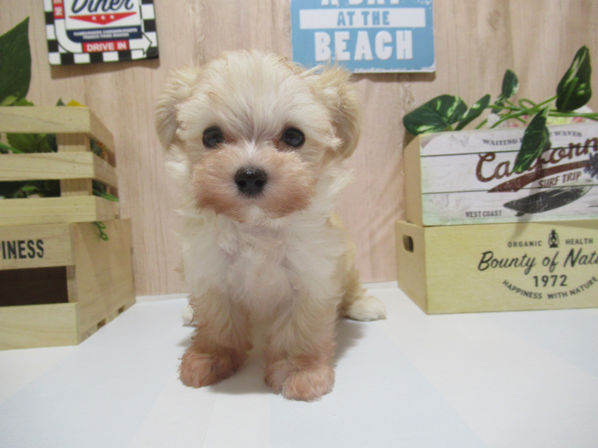 Mix ペット検索 ペット大好き