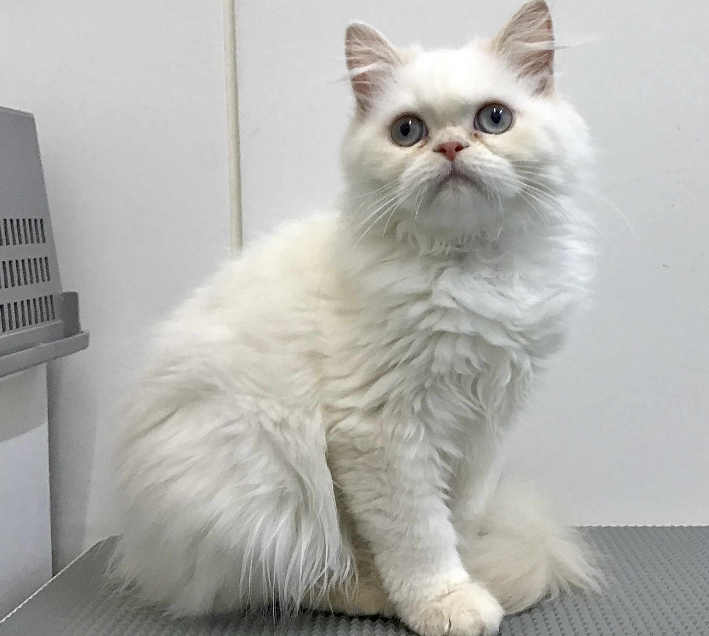 ヒマラヤン ペット検索 ペット大好き ヒマラヤン ペット検索 ペット大好き