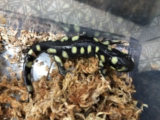 両生類 ペット検索 ペット大好き