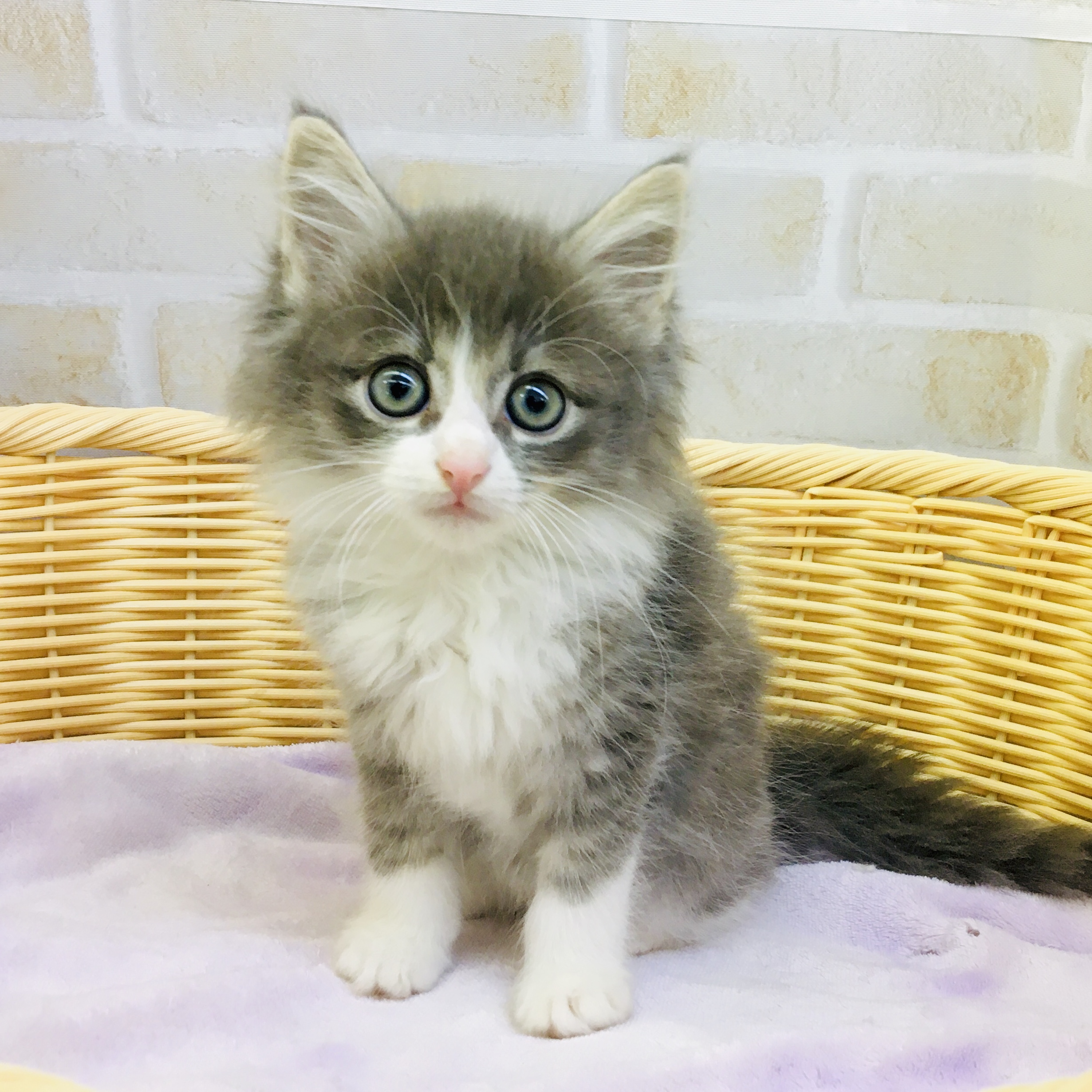 サイベリアン フォレスト キャット ペット検索 ペット大好き