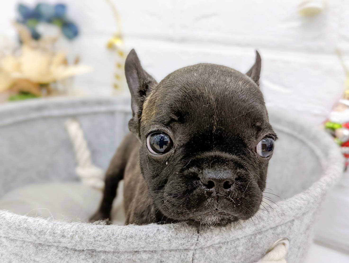 フレンチ ブルドッグ ペット検索 ペット大好き