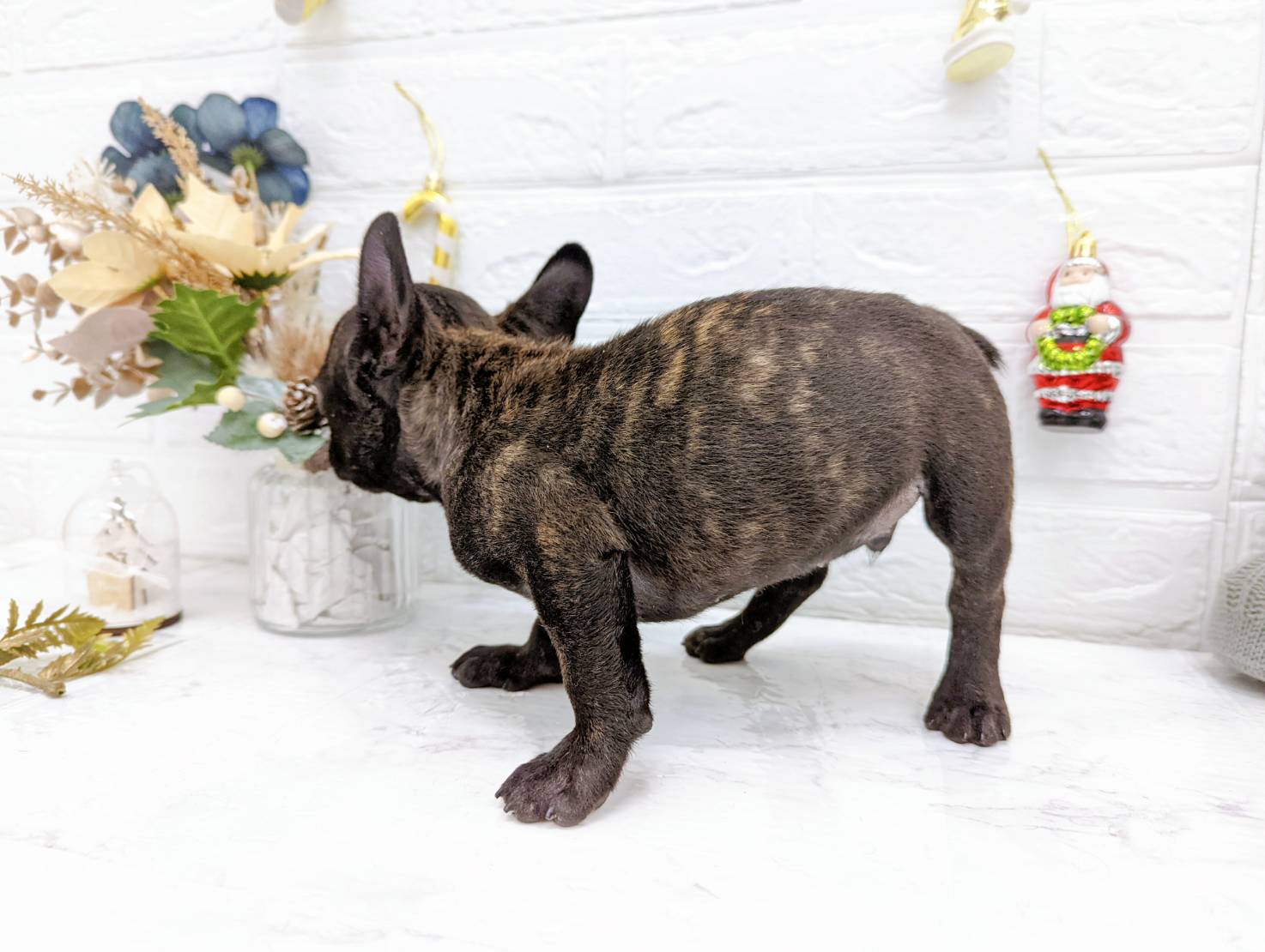 フレンチ ブルドッグ ペット検索 ペット大好き