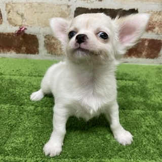 ペットプラザ大東御領店 ペット検索 ペット大好き