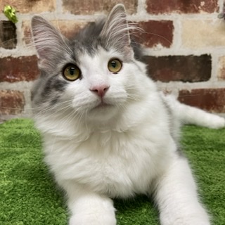 ペットプラザ大東御領店 ペット検索 ペット大好き