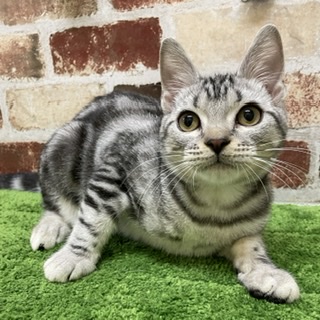 ペットプラザ大東御領店 ペット検索 ペット大好き