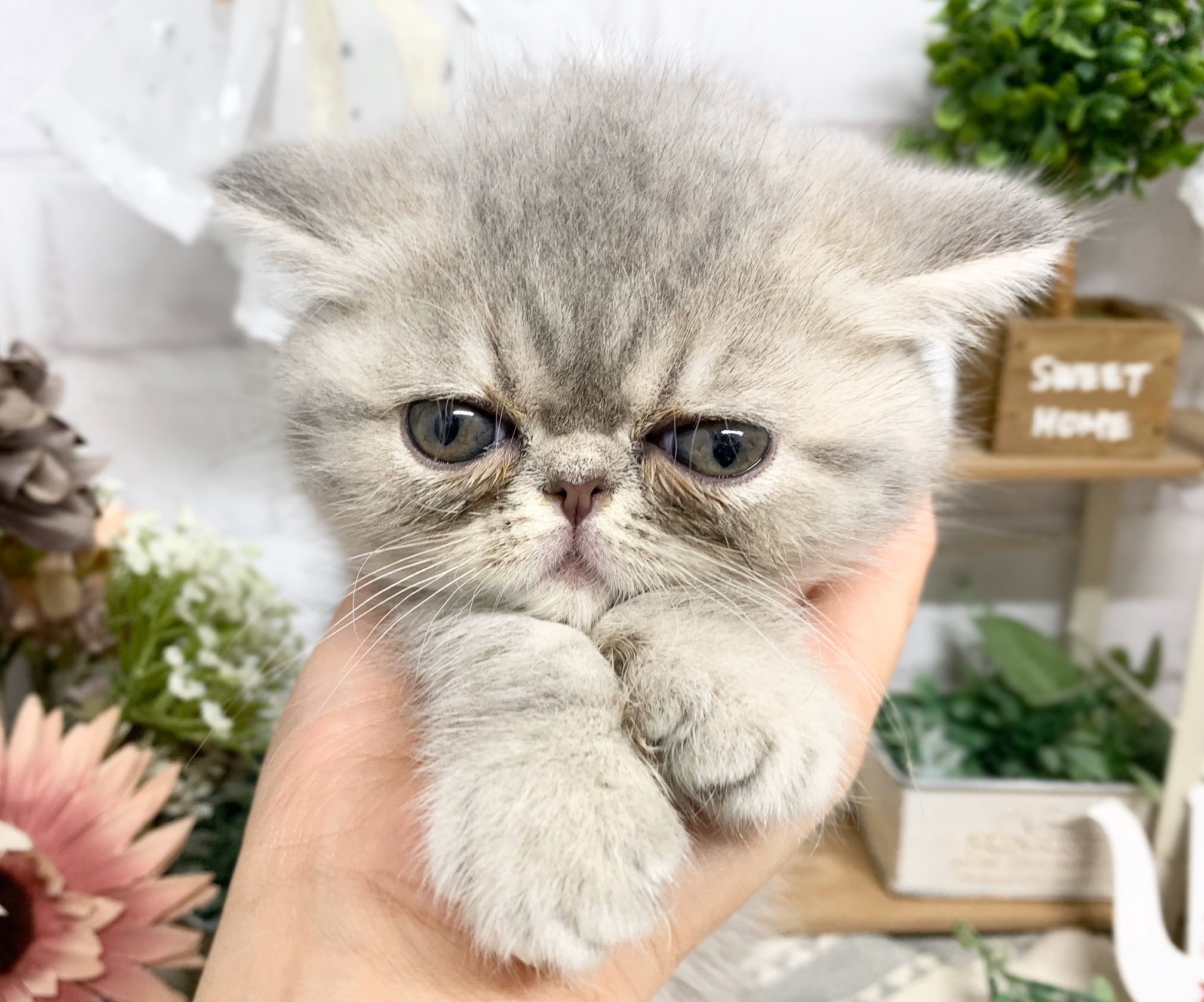 エキゾチック ショート ヘア