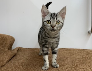 ディスワン上尾店 ペット検索 ペット大好き