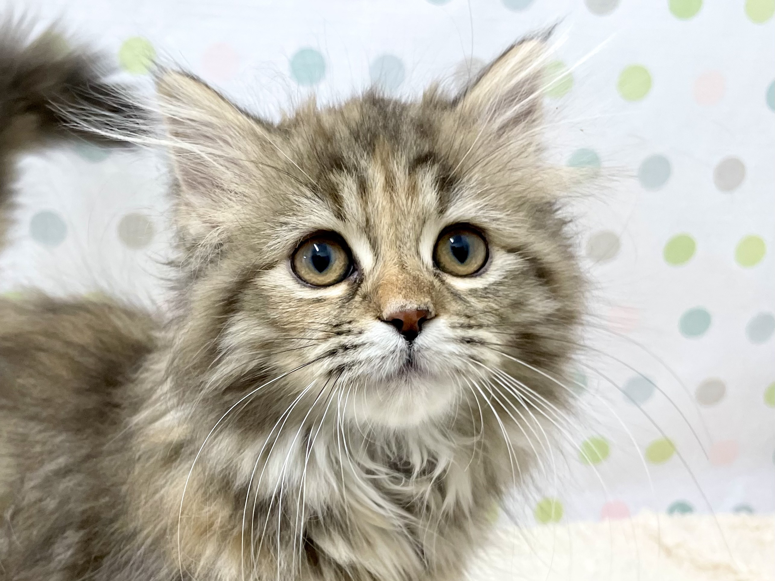 サイベリアン フォレスト キャット ペット検索 ペット大好き