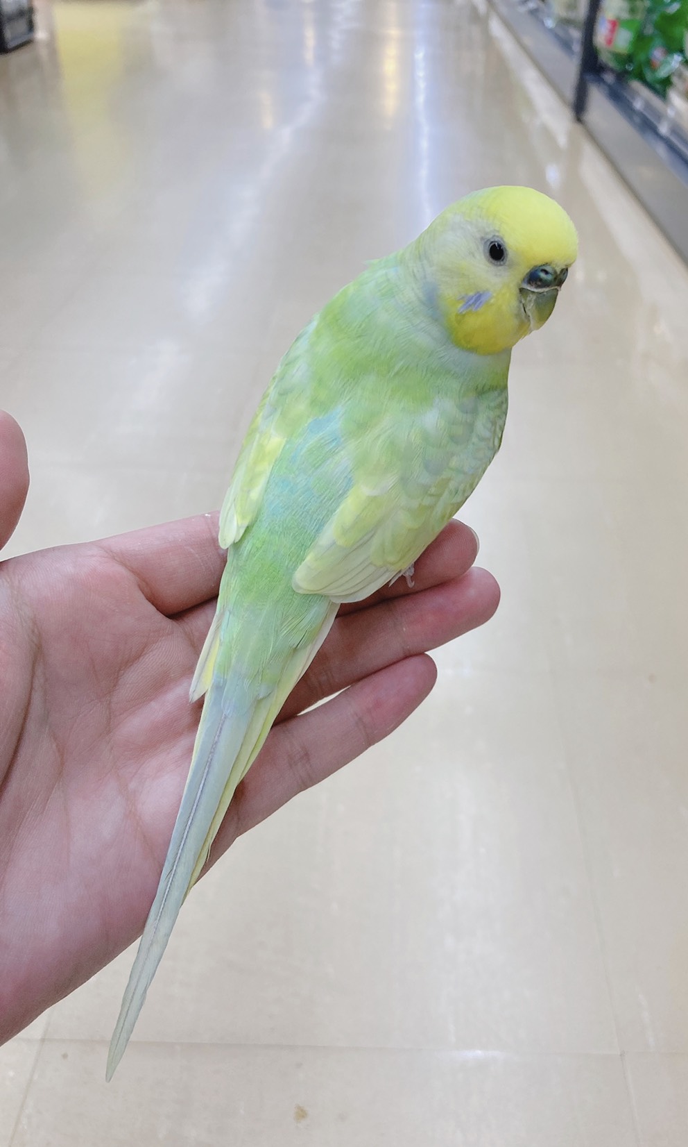 インコ オウム ペット検索 ペット大好き