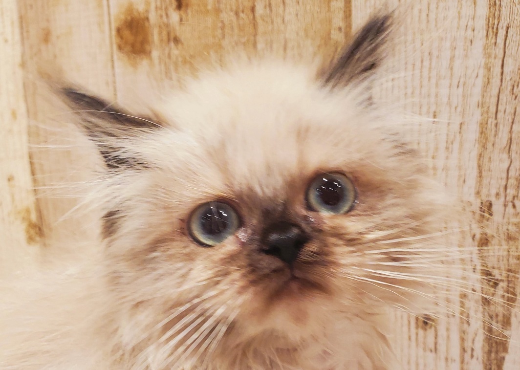 ヒマラヤン ペット検索 ペット大好き ヒマラヤン ペット検索 ペット大好き