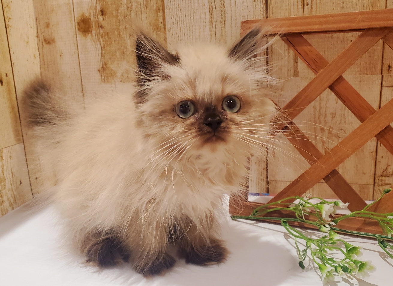 ヒマラヤン ペット検索 ペット大好き ヒマラヤン ペット検索 ペット大好き