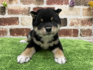 ペットプラザ大東御領店 ペット検索 ペット大好き