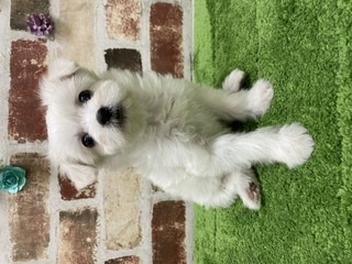 ペットプラザ大東御領店 ペット検索 ペット大好き