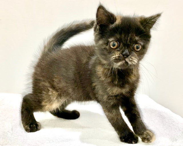 エキゾチック ショートヘア ペット検索 ペット大好き